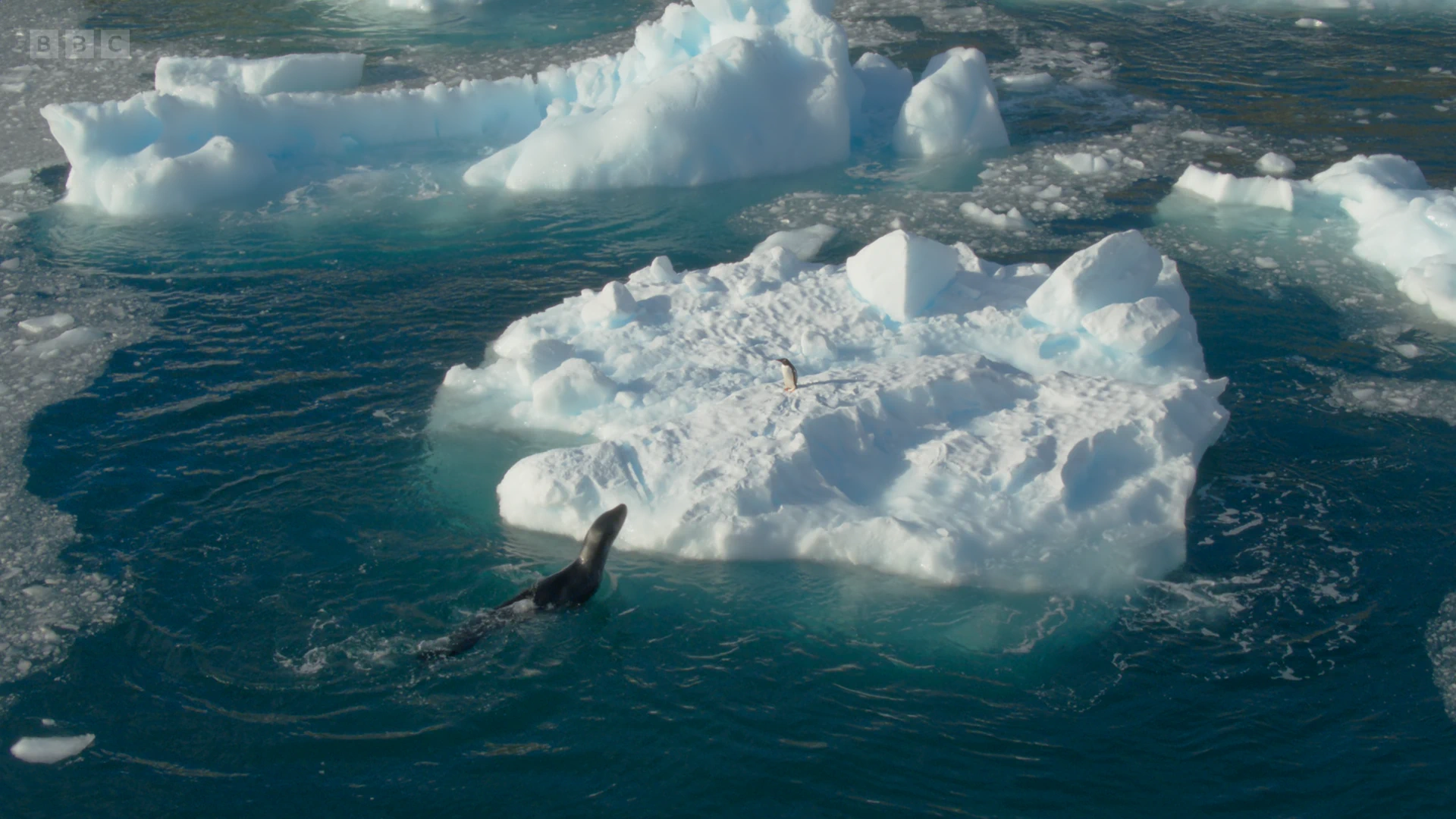 Leopard seal (Hydrurga leptonyx) as shown in Seven Worlds, One Planet - Antarctica